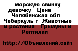 морскую свинку девочку › Цена ­ 800 - Челябинская обл., Чебаркуль г. Животные и растения » Грызуны и Рептилии   